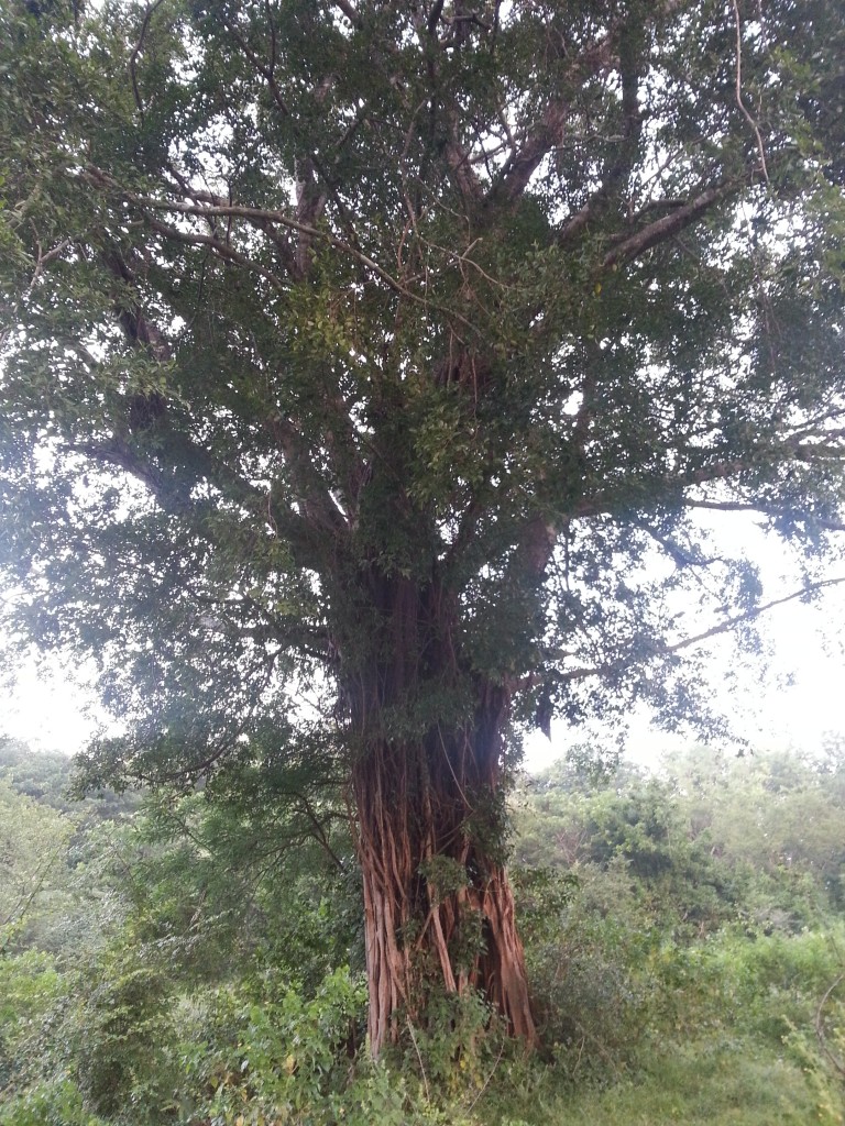 Jungle Tree