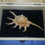 Tsunami Shell