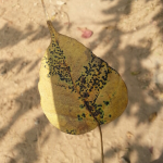 Little Kelani Leaf Talisman