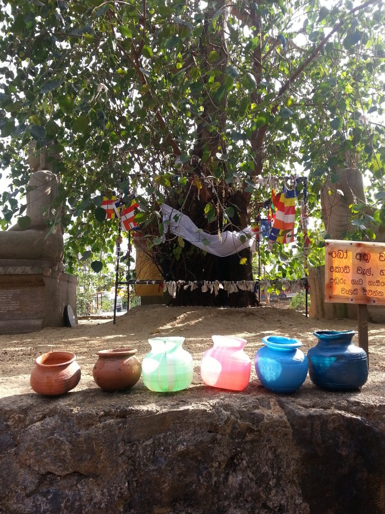 Little Kelani Tree