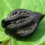 Anti-Venom Seed Talisman