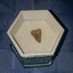 Durian Thorn