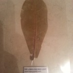 Sri Lanka Sacred Leaf Talisman