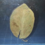 Swami Rock Tree Leaf