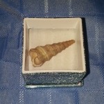 Sri Lanka Sacred Shell