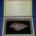 Suppot Conch